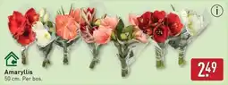ALDI Amaryllis aanbieding