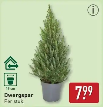ALDI Dwergspar aanbieding