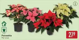 ALDI Poinsettia aanbieding