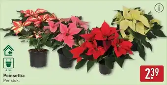 ALDI Poinsettia aanbieding
