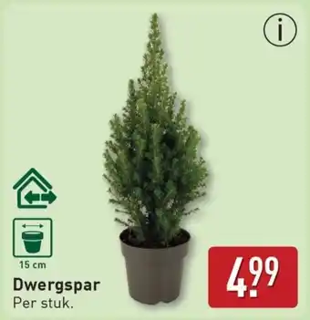 ALDI Dwergspar aanbieding