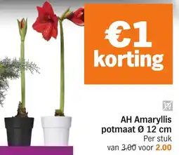 Albert Heijn AH Amaryllis Potmaat aanbieding