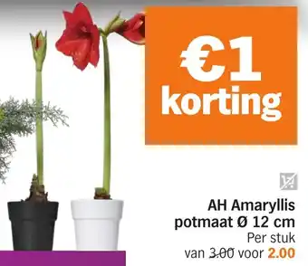 Albert Heijn AH Amaryllis Potmaat aanbieding
