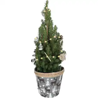 Dirk Kerstboompje 55 cm aanbieding