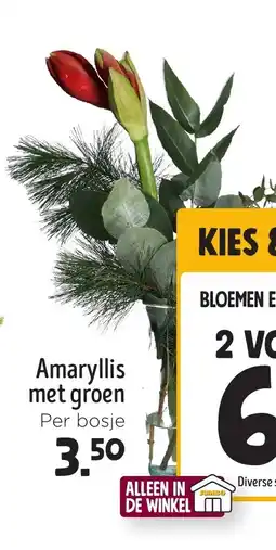 Jumbo Amaryllis met groen aanbieding