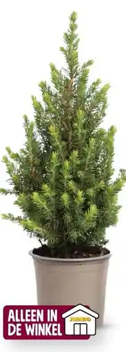 Jumbo Mini kerstboompje aanbieding