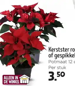 Jumbo Kerstster rood of gespikkeld aanbieding