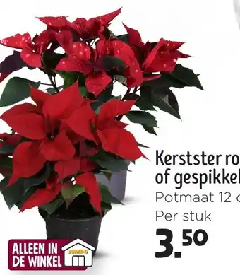 Jumbo Kerstster rood of gespikkeld aanbieding