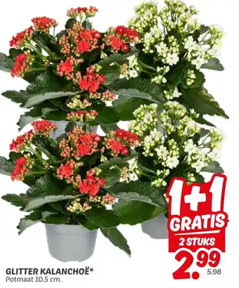 Dekamarkt Glitter kalanchoë aanbieding