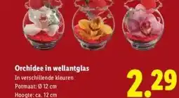 Lidl Orchidee in wellantglas aanbieding