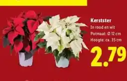 Lidl Kerstster aanbieding