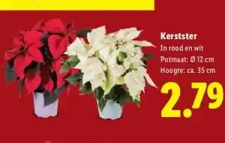 Lidl Kerstster aanbieding