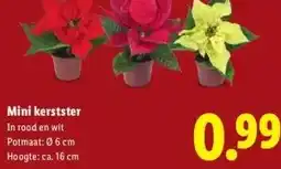 Lidl Mini kerstster aanbieding