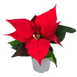 Dekamarkt Bloemen Kerstster aanbieding