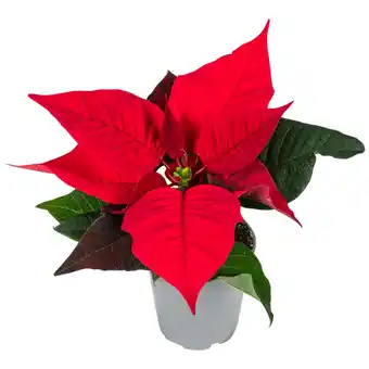 Dekamarkt Bloemen Kerstster aanbieding