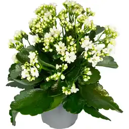 Dekamarkt DekaMarkt Glitter kalanchoe aanbieding