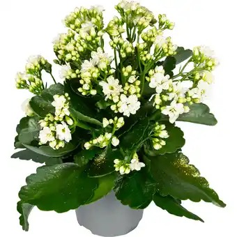 Dekamarkt DekaMarkt Glitter kalanchoe aanbieding