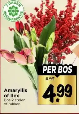 Vomar Voordeelmarkt Amaryllis of Ilex aanbieding