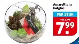 Hoogvliet Amaryllis in bolglas aanbieding
