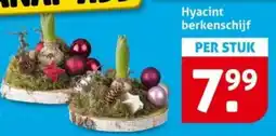Hoogvliet Hyacint berkenschijf aanbieding