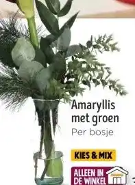 Jumbo Amaryllis met groen aanbieding