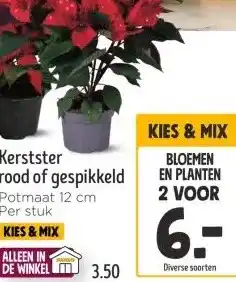 Jumbo Kerstster rood of gespikkeld aanbieding