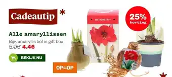 Welkoop Alle amaryllissen aanbieding