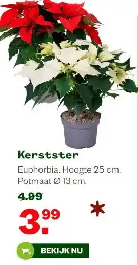 Welkoop Kerstster aanbieding