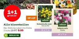 Welkoop Alle bloembollen aanbieding