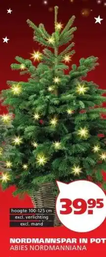 Ranzijn NORDMANNSPAR IN POT aanbieding