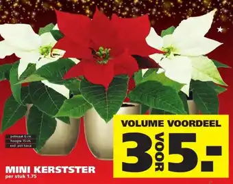 Ranzijn MINI KERSTSTER aanbieding