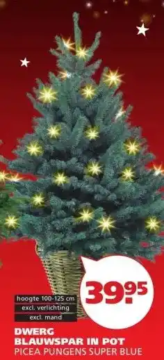 Ranzijn DWERG BLAUWSPAR IN POT aanbieding