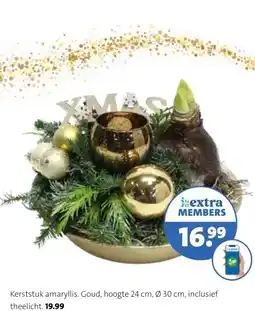 Intratuin Kerststuk amaryllis. aanbieding