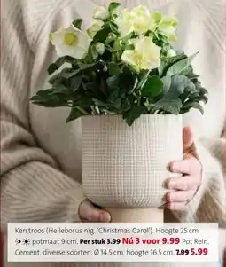 Intratuin Kerstroos (Helleborus nig. 'Christmas Carol'). aanbieding