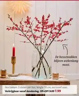 Intratuin Verkrijgbaar vanaf donderdag. aanbieding