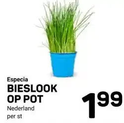 Ekoplaza Especia BIESLOOK OP POT aanbieding