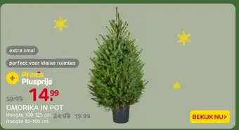 Praxis Omorika in pot aanbieding