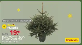 Praxis Blauwspar picea pungens in pot aanbieding
