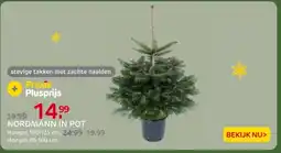 Praxis Nordmann in pot aanbieding