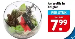 Hoogvliet Amaryllis in bolglas aanbieding