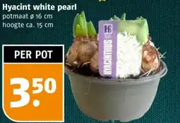 Poiesz Hyacint white pearl aanbieding