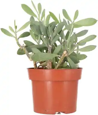 Intratuin Biologische planten (Senecio crassissimus) D 13 H 20 cm aanbieding