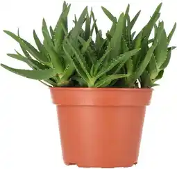 Intratuin Biologische Aloë (Aloe delaetii) D 15 H 25 cm aanbieding