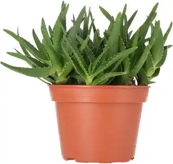 Intratuin Biologische Aloë (Aloe delaetii) D 15 H 25 cm aanbieding