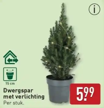 ALDI Dwergspar met verlichting aanbieding