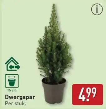 ALDI Dwergspar aanbieding