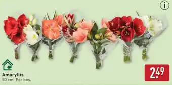 ALDI Amaryllis aanbieding
