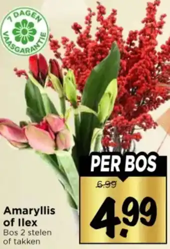 Vomar Voordeelmarkt Amaryllis of Ilex aanbieding