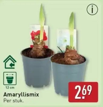 ALDI Amaryllismix aanbieding