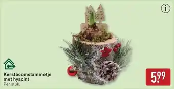 ALDI Kerstboomstammetje met hyacint aanbieding